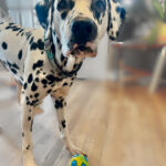 Pongo